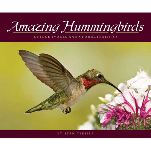 Amazing Hummingbirds