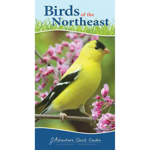 Birds of the Northeast Quick Guide