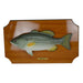 18 inch Bass Wall Plaque