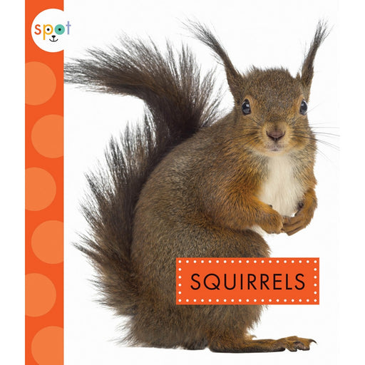 Squirrels Spot Backyard Animals