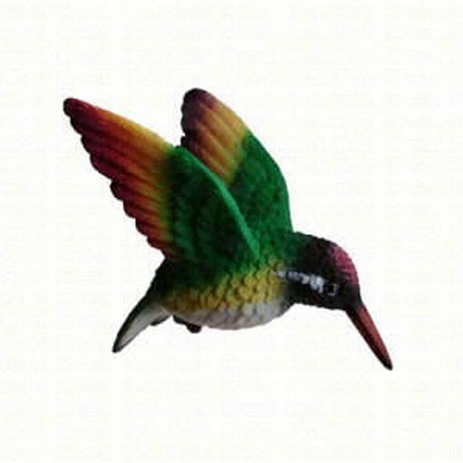 Rainbow Hummingbird