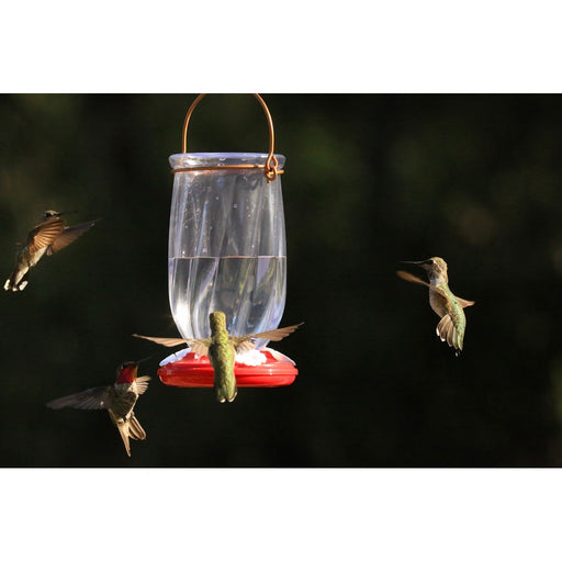 Tulip Hummingbird Feeder