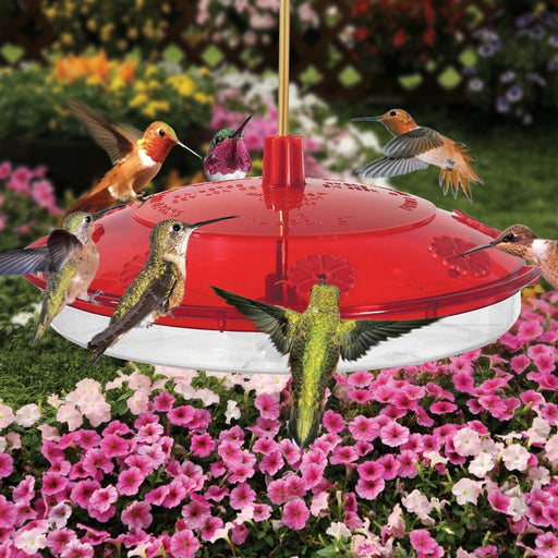 New Large Hummingbird Feeder