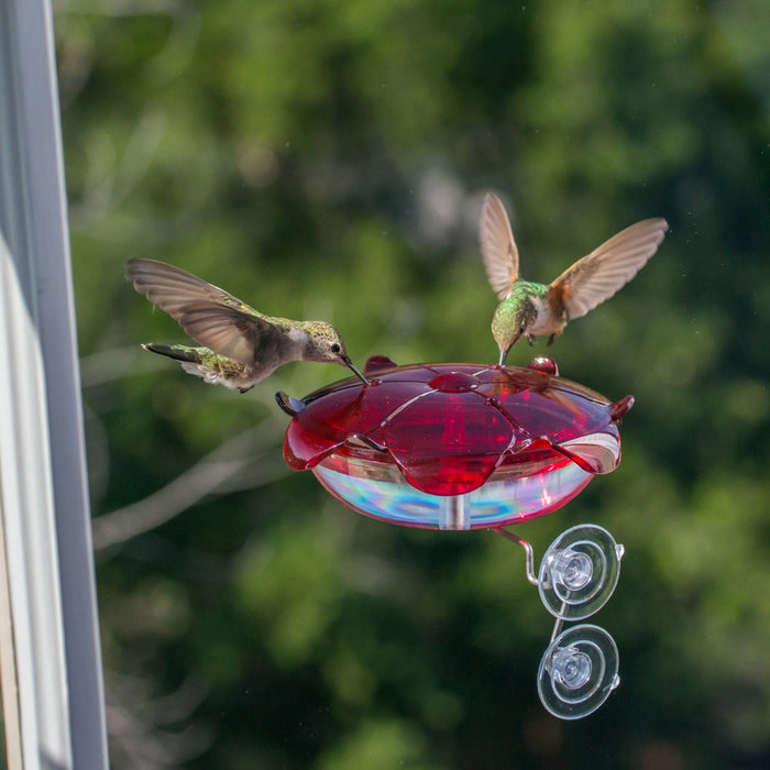 Ruby Sipper Window Hummingbird Feeder Clear