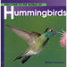 Welcome to the World of Hummingbirds