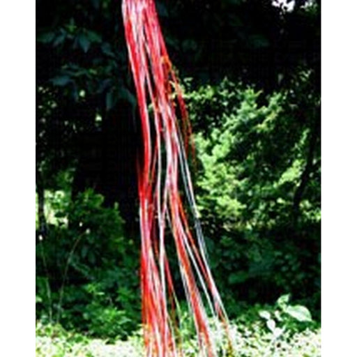 Rainbow Windsock Red Silver