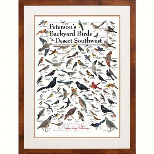 Peterson's Backyard Birds of the Desert SW Poster