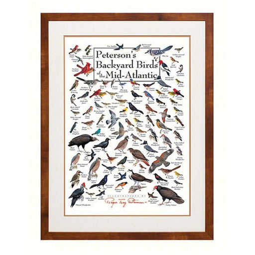 Peterson's Backyard Birds of Mid-Atlantic Poster