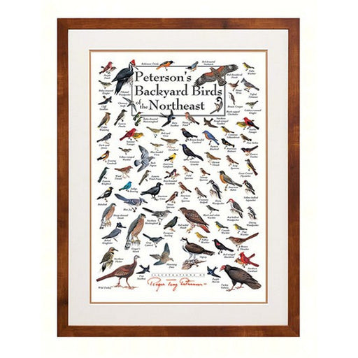 Peterson's Backyard Birds of the Northeast Poster