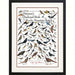 Peterson's Backyard Birds of the Rocky Mountains Poster