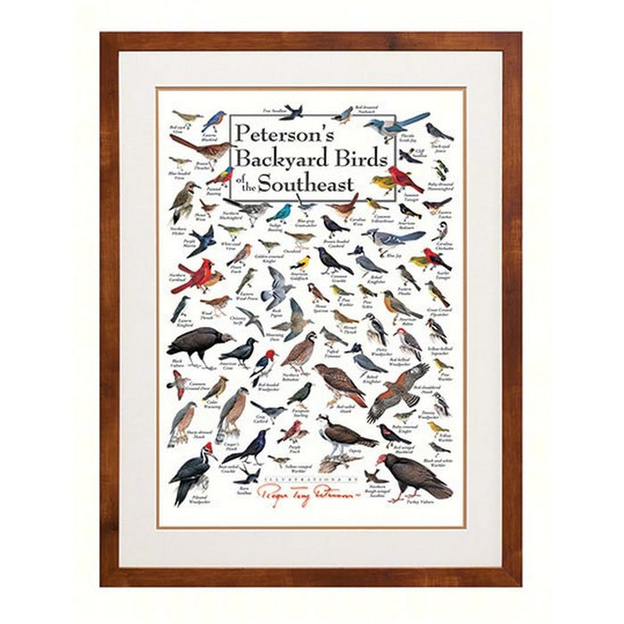 Peterson's Backyard Birds of Southeast Poster