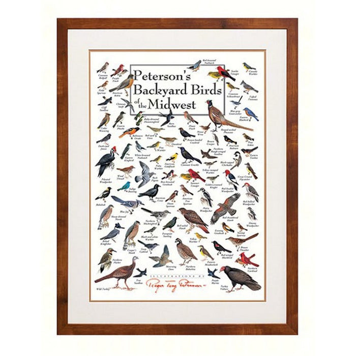 Peterson's Backyard Birds of the Midwest Poster