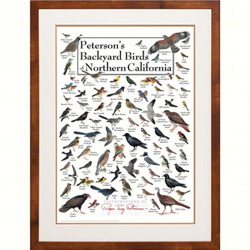 Peterson's Backyard Birds of Northern California Poster