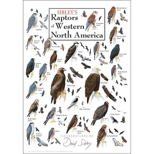 Sibley's Raptors of Western North America Poster