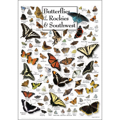 Butterflies of the Rockies and Southwest Poster