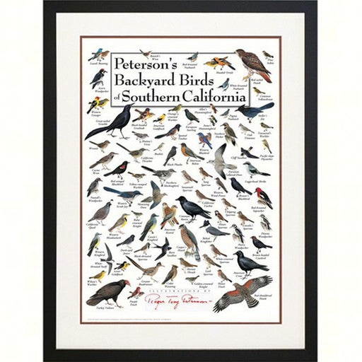 Peterson's Backyard Birds of Southern California Poster