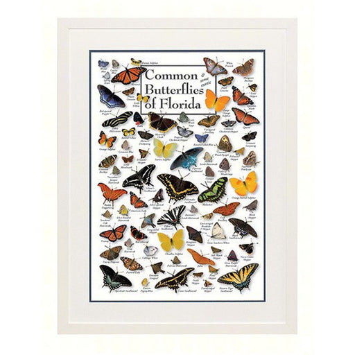 Common Butterflies of Florida Poster