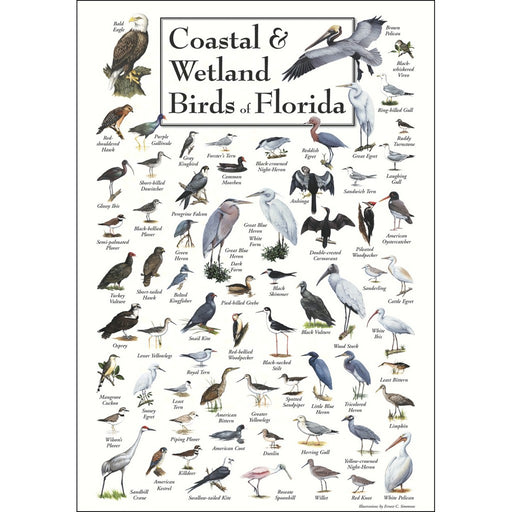 Coastal & Wetland Birds of Florida Poster