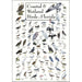 Coastal & Wetland Birds of Florida Poster