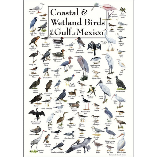 Coastal & Wetland Birds of Gulf of Mexico Poster
