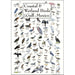 Coastal & Wetland Birds of Gulf of Mexico Poster