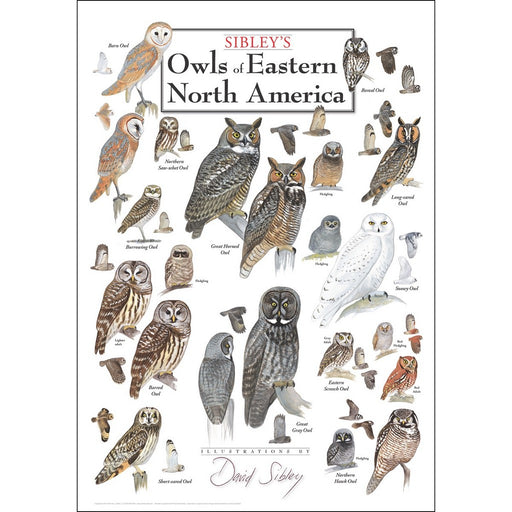 Owls of Eastern North America Poster