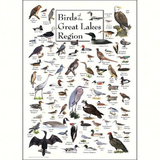 Birds of Great Lakes Greeting Card