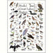 Birds of Great Lakes Greeting Card