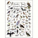 Birds of Great Lakes Greeting Card
