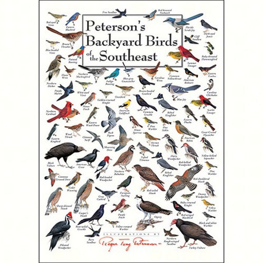 Backyard Birds of SE Greeting Card