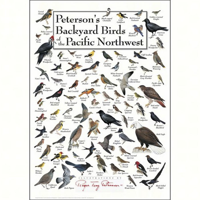 Backyard Birds of Pacific NW Greeting Card