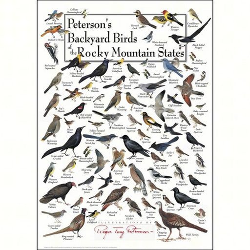 Backyard Birds of Rocky Mountains Greeting Card