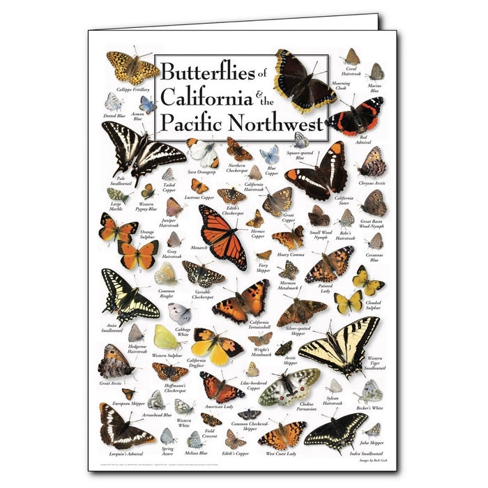 Butterflies of California and the Pacific Northwest Greeting Cards