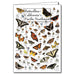 Butterflies of California and the Pacific Northwest Greeting Cards