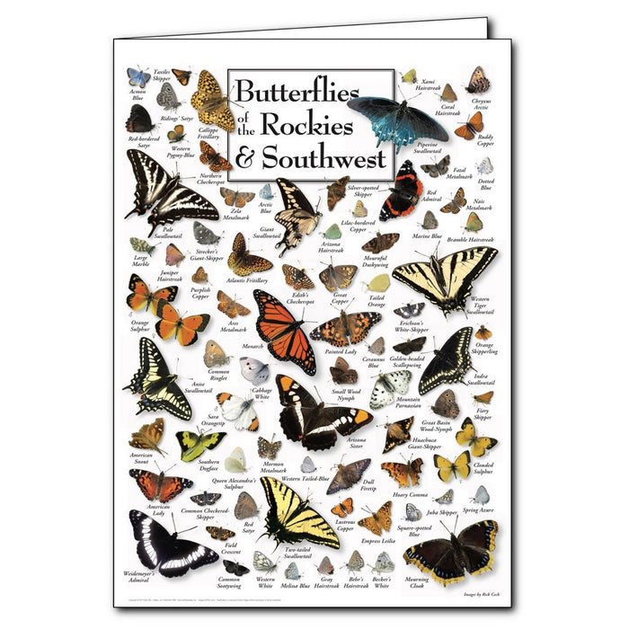 Butterflies of the Rockies and Southwest Greeting Cards