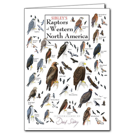 Sibley's Raptors of Western North America Poster Greeting Card