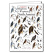 Sibley's Raptors of Western North America Poster Greeting Card
