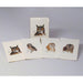 Peterson's Owls Notecard Assortment (2 each of 4 styles)