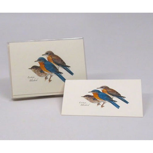 Eastern Bluebird Notecard Assortment (8 of 1 style)