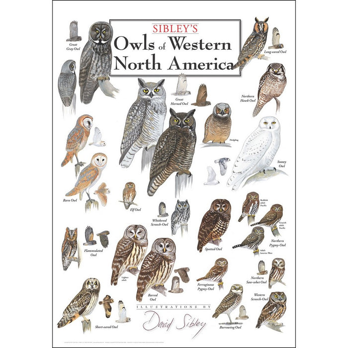 Owls of Western North America Poster