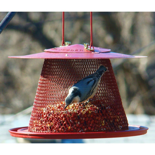 Red Cardinal Feeder