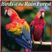 Birds of the Rain Forest CD