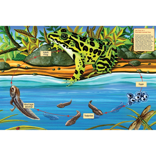 Life Cycle of a Northern Leopard Frog 48 pc Floor Puzzle