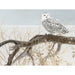 Fallen Willow Snowy Owl 500 pcs