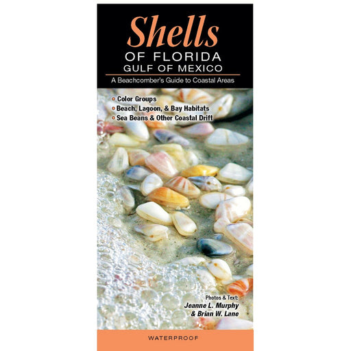 Shells of Florida:Gulf of Mexico by Jeanne L. Murphy and Brian W. Lane
