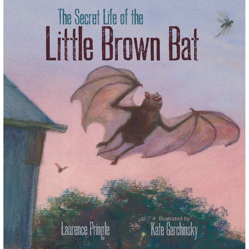 The Secret Life of the Little Brown Bat