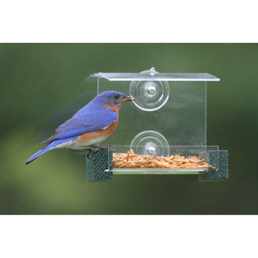 Mini Green Window Feeder