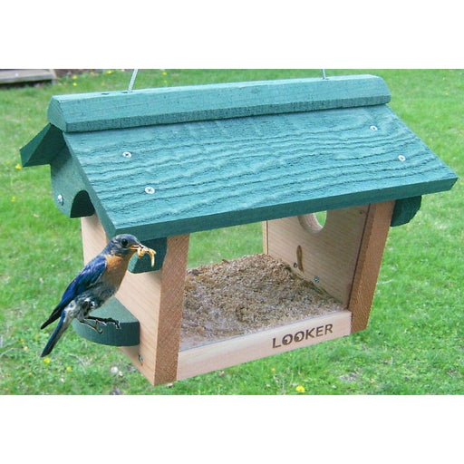 Bluebird Feeder