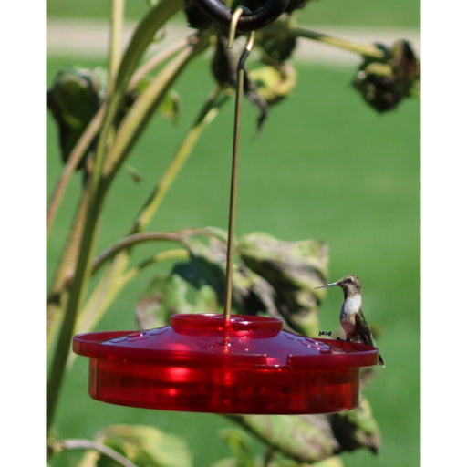 Hummingbird Haven