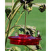 Hummingbird Haven